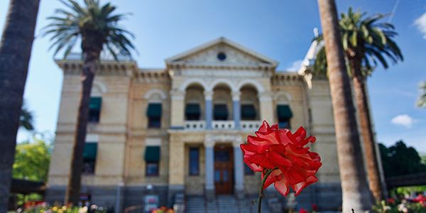 Close up of a Red Flower in Front of Hanford City Hall
